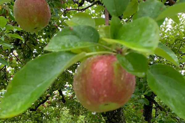A single blushing apple hanging under leaves