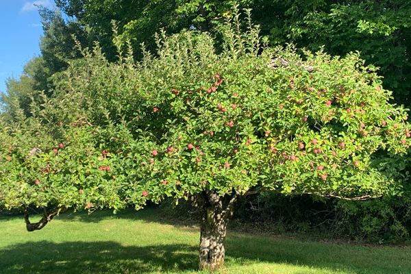 A broad apple tree heavy with fruit in summer