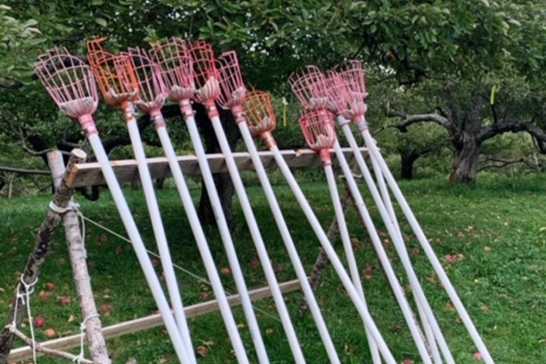 Picking poles leaning on a rail in the orchard