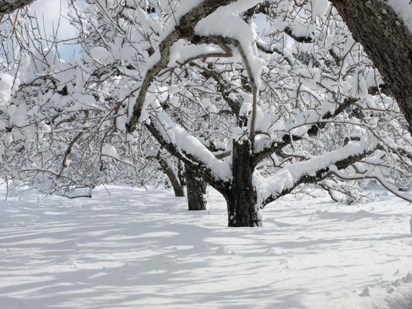 An old apple tree under snow