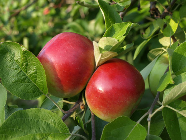 Two red apples among green leaves