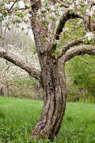 A gnarled apple trunk under a canopy of white blossom