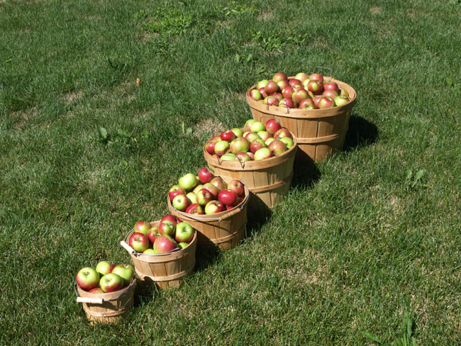 A row of apple-filled baskets from a bushel down to a quarter-peck