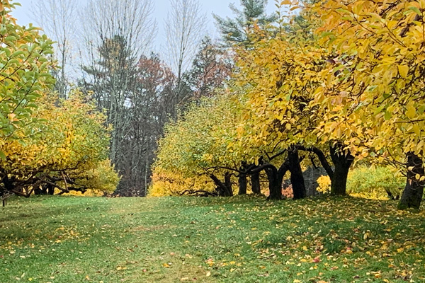 A grassy lane between apple trees in yellow autumn leaf