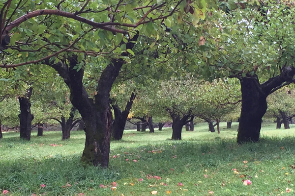 Old, wide apple trees with thick dark trunks across a green orchard