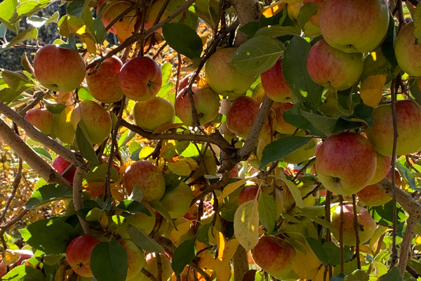 Apples among golden autumn leaves