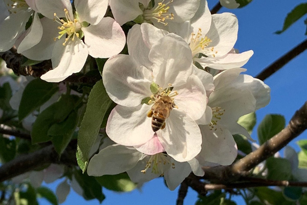 A honeybee in white apple blossom