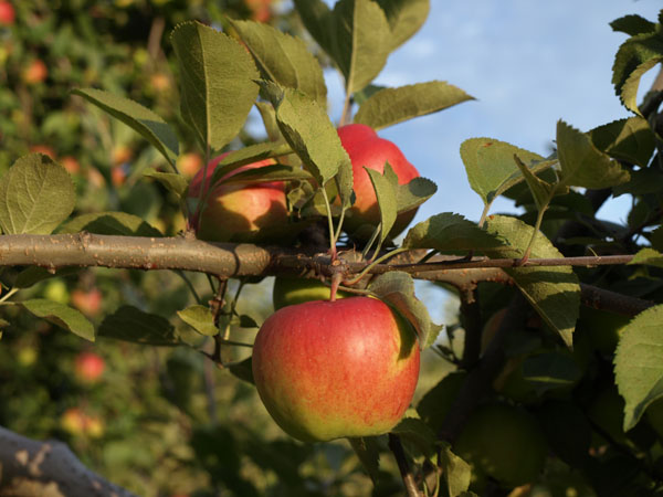 Red apples on a branch against the sky