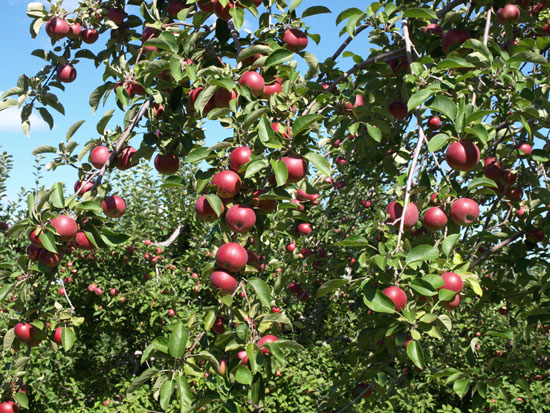 Red apples against a blue sky